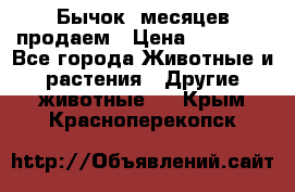 Бычок 6месяцев продаем › Цена ­ 20 000 - Все города Животные и растения » Другие животные   . Крым,Красноперекопск